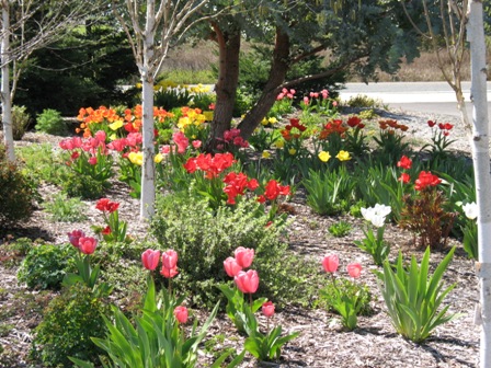 tulips 2009